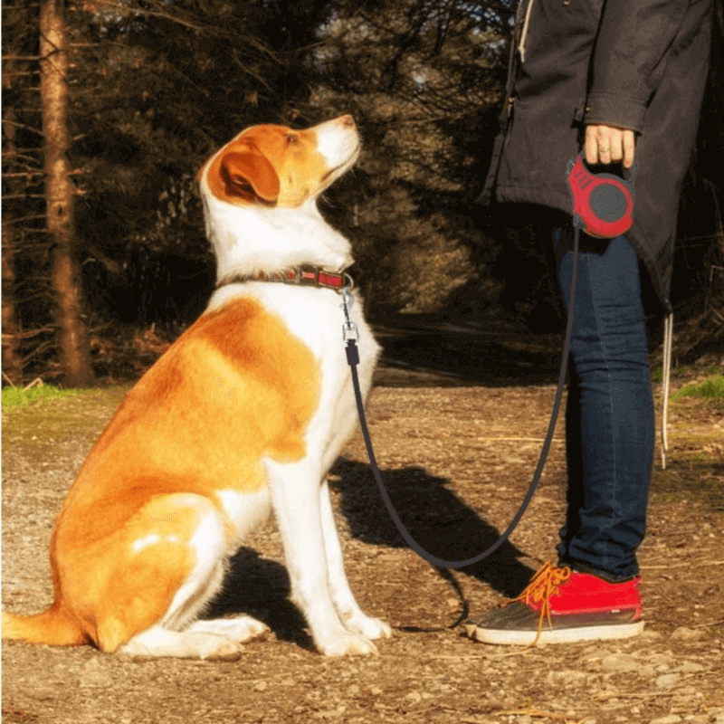 3m auto retractable leash for small dogs