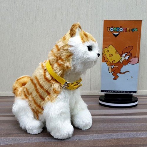 Punched face persian cat (orange and white)
