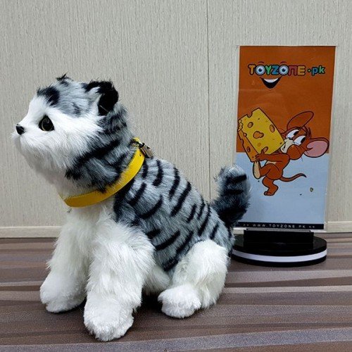Punched face persian cat (black & grey)